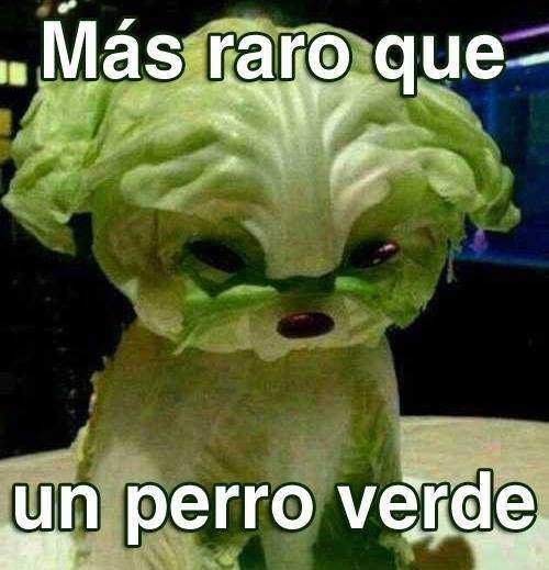 perro verde