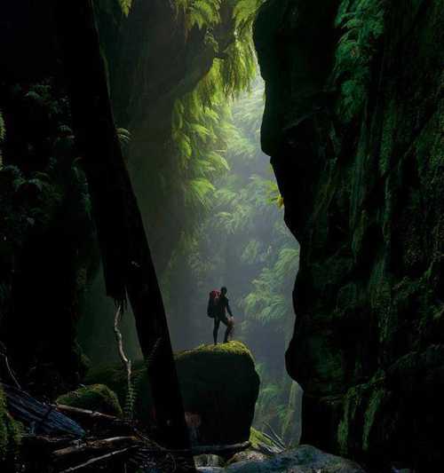 bosque-australia