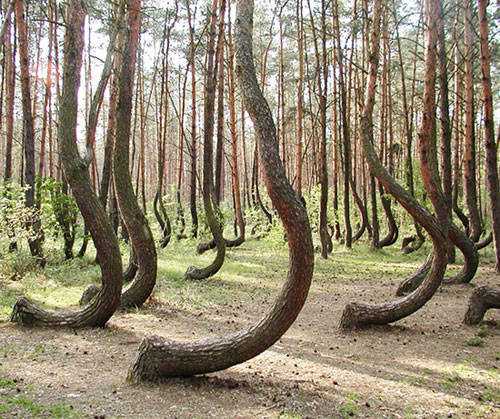 bosque-crooked-polonia