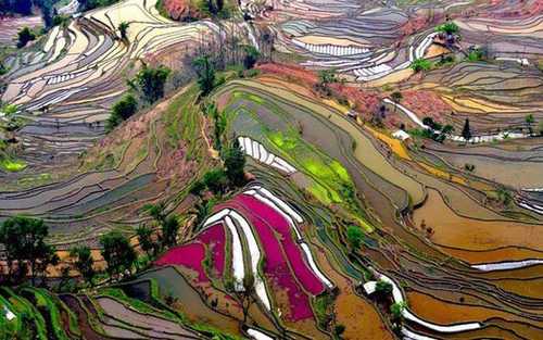 campos-arroz