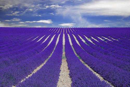 campos-lavanda