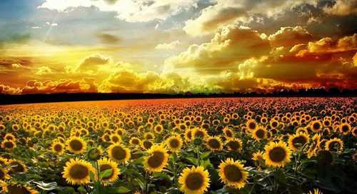 girasoles