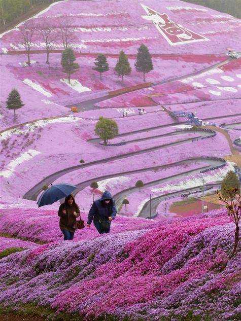 primavera-hillside