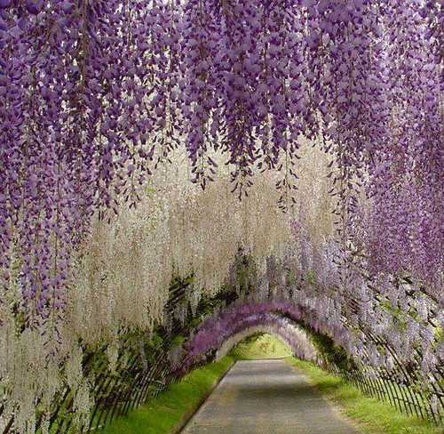 wisteria-tunnel