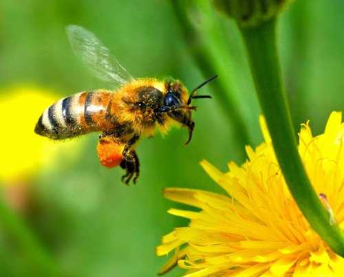 abeja-flor