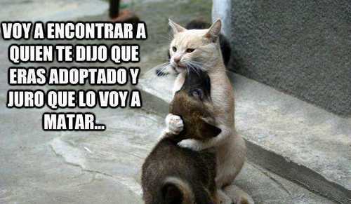 Voy a encontrar a quien te dijo que eras adoptado y juro que lo voy a matar