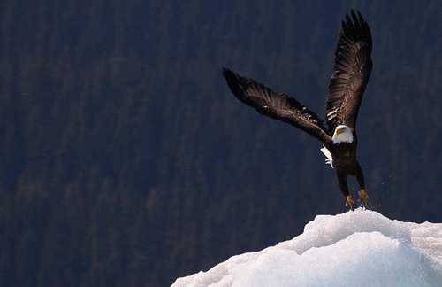 Águila en la nieve