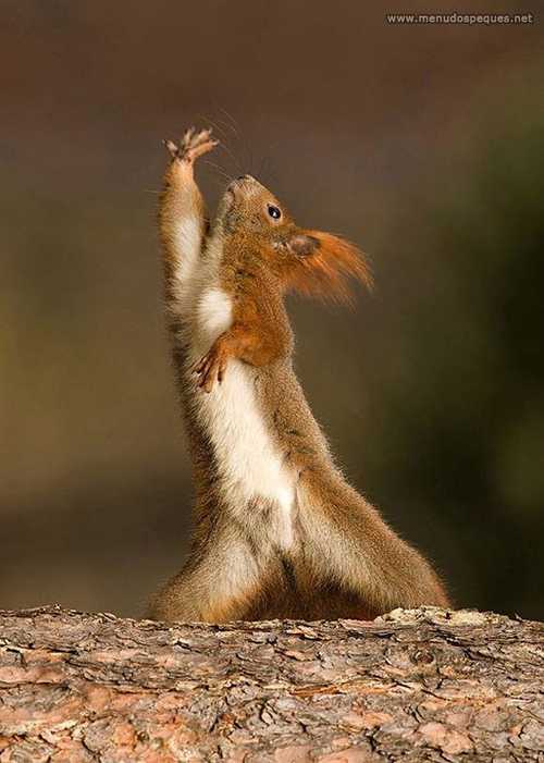 ardilla-yoga