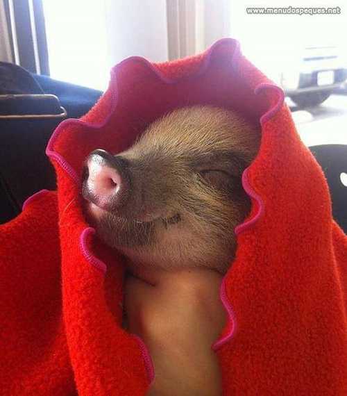 cerdito-frio