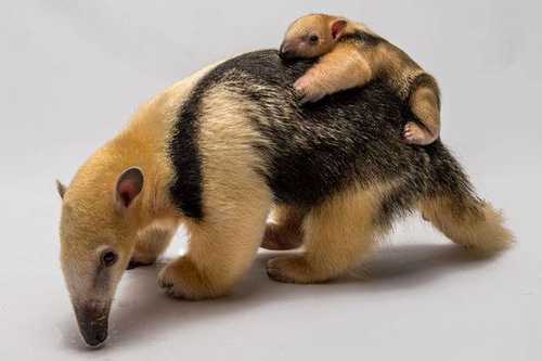 Fotografía de la cría de un anteater y su madre