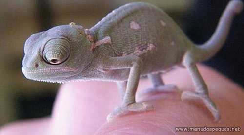 cria-camaleon