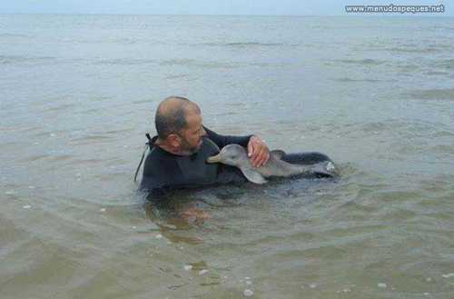 cria-delfin