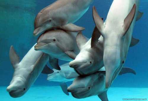 delfines-grupo