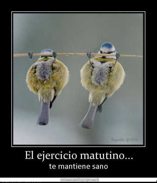 pajaritos