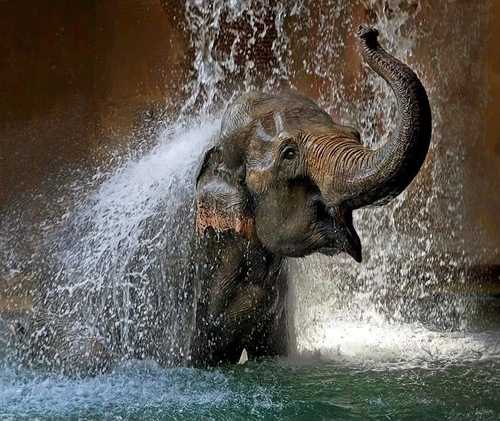 elefante-agua