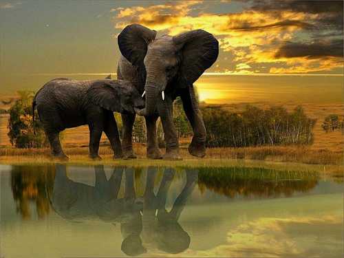 elefante-cria