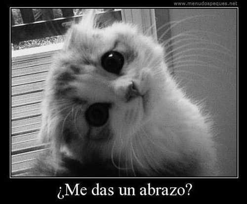 gatito-mimoso