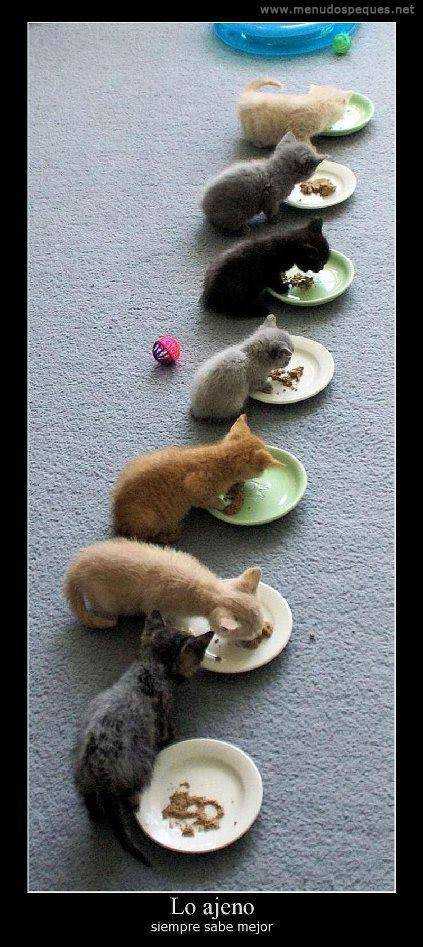 gatitos-comiendo
