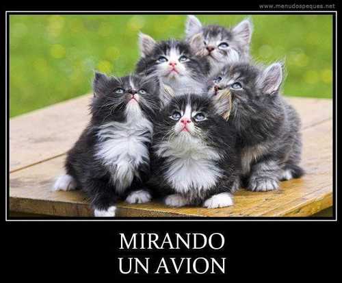 gatitos-cotillas