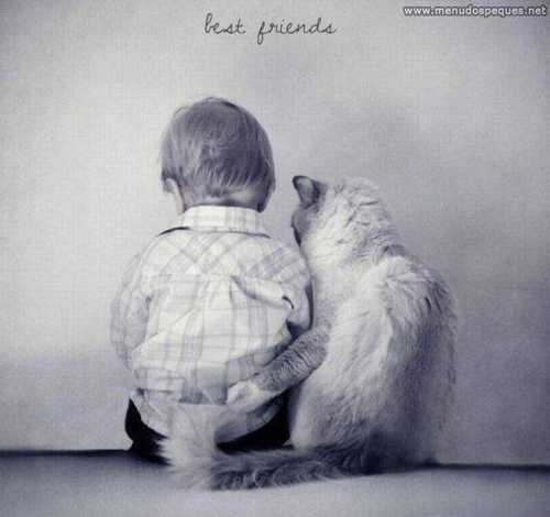 gato-amigo
