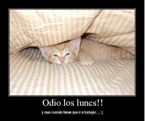 gato-lunes