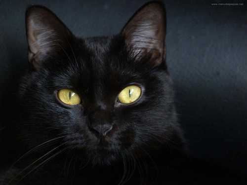 gato-negro