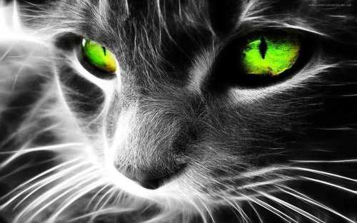 gato-ojos