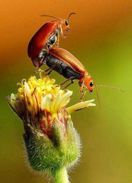 insectos-reproduccion