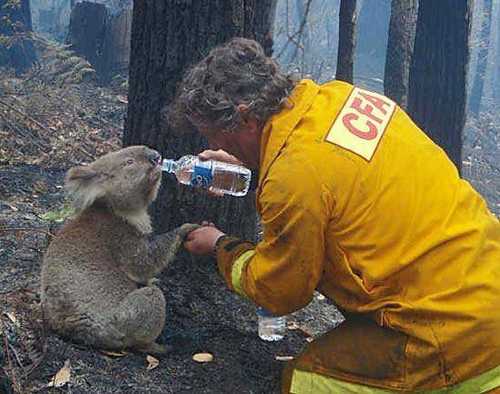 koala-sed