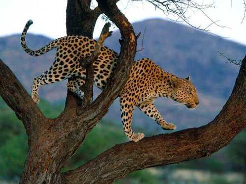leopardo
