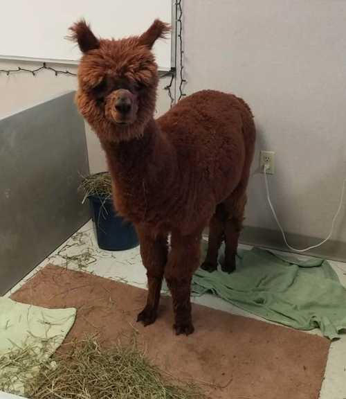 Fotos de una cría de llama