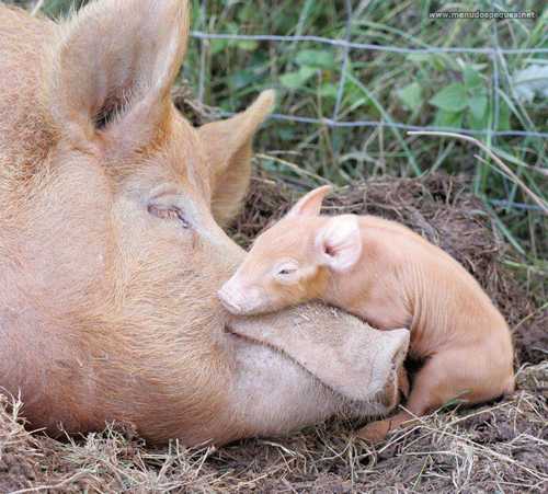 mama-cerdita