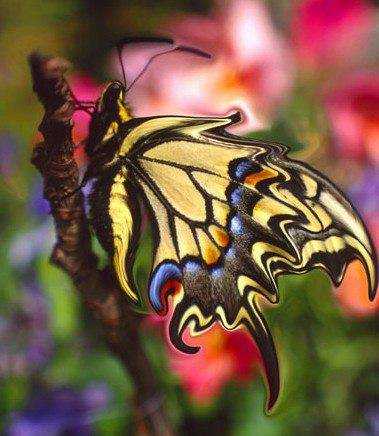 mariposa