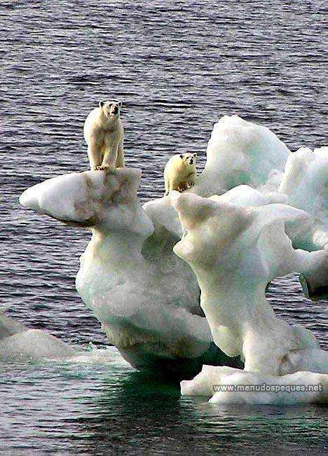 osos-polares