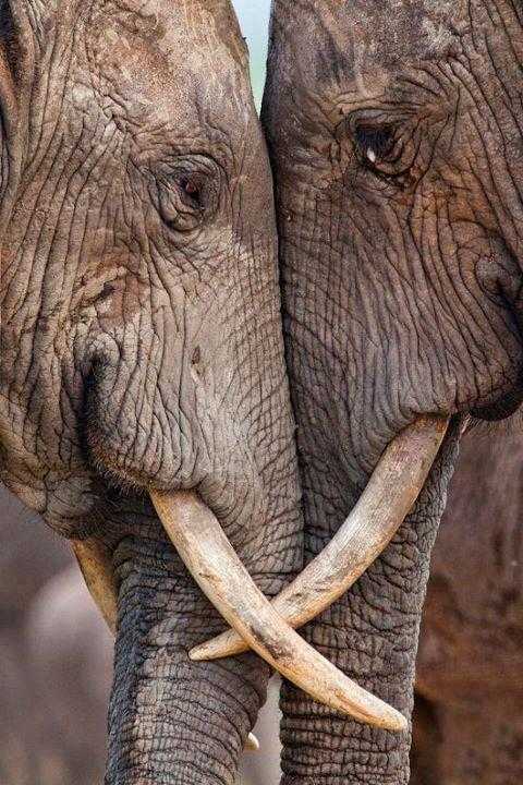 pareja-elefantes