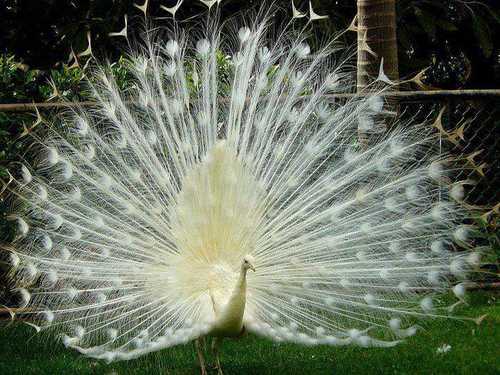 pavo-real