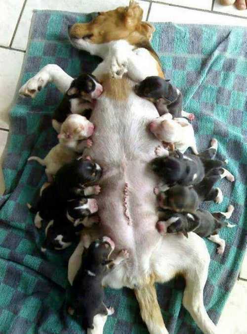 perrita-cachorros