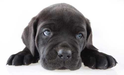 perrito-negro