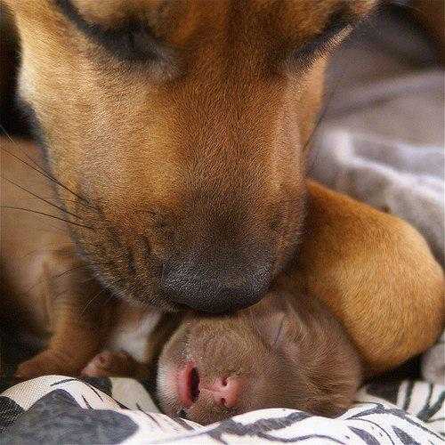 proteccion-maternal