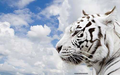 tigre-albino
