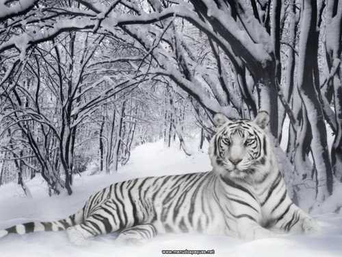 tigre-nieve