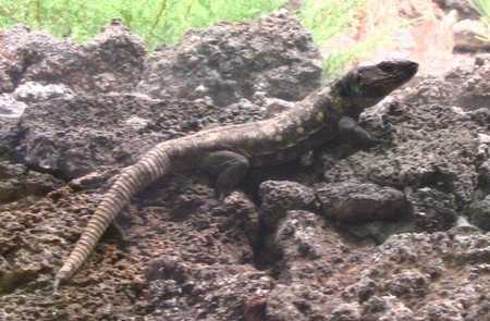 lagarto gigante