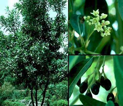 El Viñátigo (Persea Indica) Símbolos Naturales de La Gomera