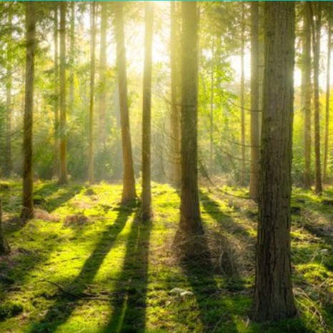 Día Internacional de los Bosques, 21 de marzo, Día del árbol, día de los árboles