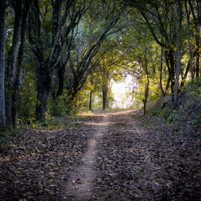 bosque con sendero, actividades para niños, día de los bosques