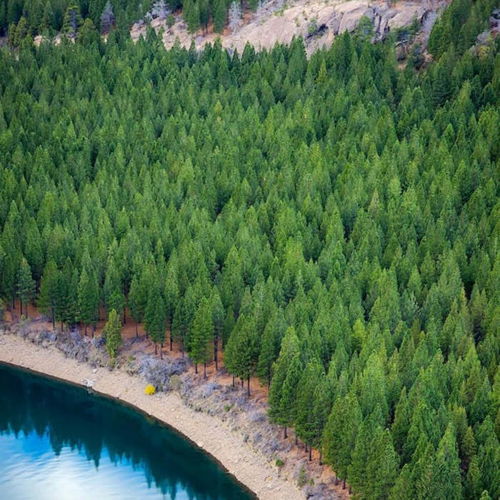 Bosque, actividades para niños, día de los bosques