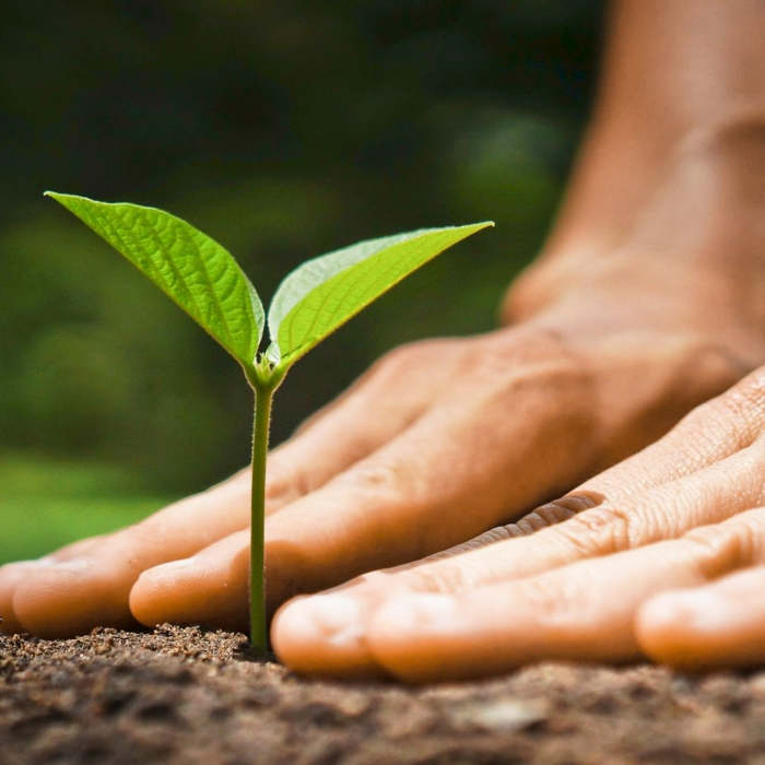 Día del árbol, día del agua, día de la tierra, naturaleza y medioambiente