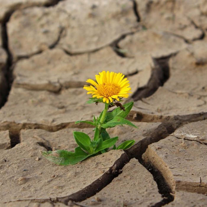 cuento día de la tierra, medio ambiente