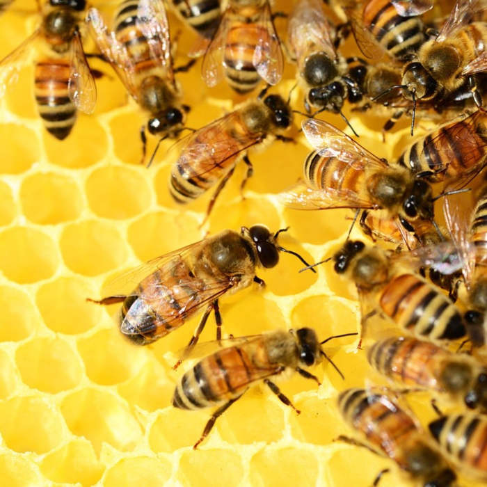 abejas en panal, cuentos sobre abejas,