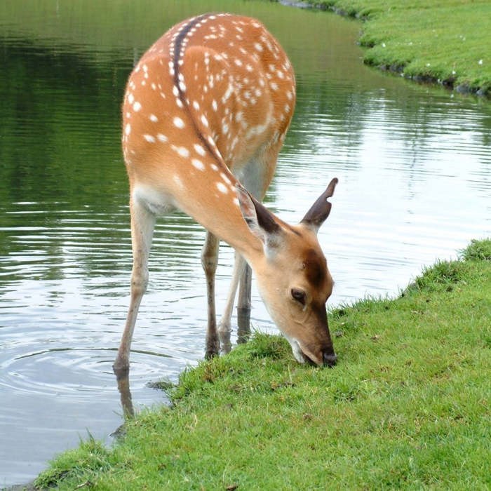 La historia de Bambi: Una vida en el bosque - Cuentos Clásicos infantiles